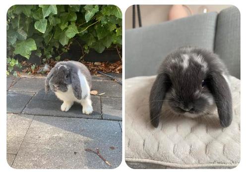 GOUDEN MANDJE VOOR TEDDY GEZOCHT, Dieren en Toebehoren, Konijnen, Dwerg, Mannelijk, 0 tot 2 jaar, Hangoor
