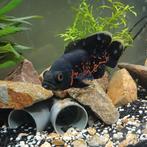 Pauwoog 10 cm, Dieren en Toebehoren, Vissen | Aquariumvissen, Vis