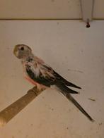 Bourkes, Geslacht onbekend, Parkiet