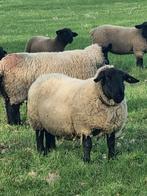Suffolk stamboek ooien en lammeren te koop, Schaap, Vrouwelijk