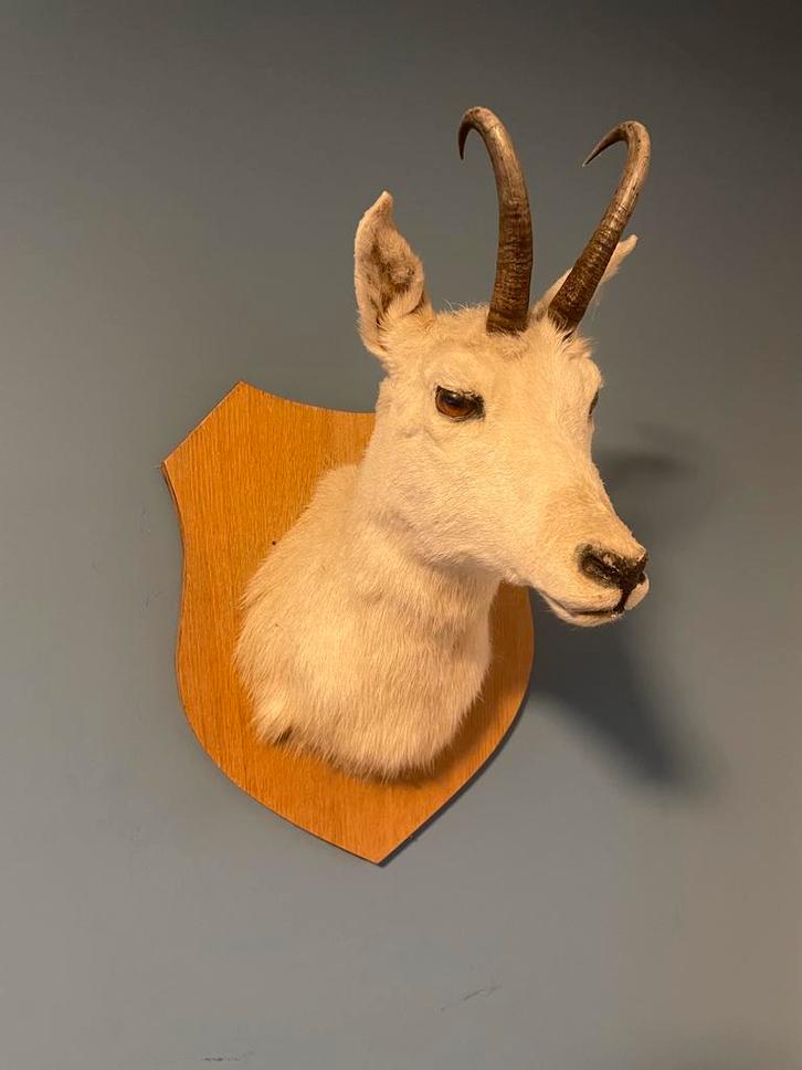 Opgezette gemsbok  - Taxidermie - Afhalen, Verzamelen, Dierenverzamelingen, Gebruikt, Opgezet dier, Wild dier, Ophalen