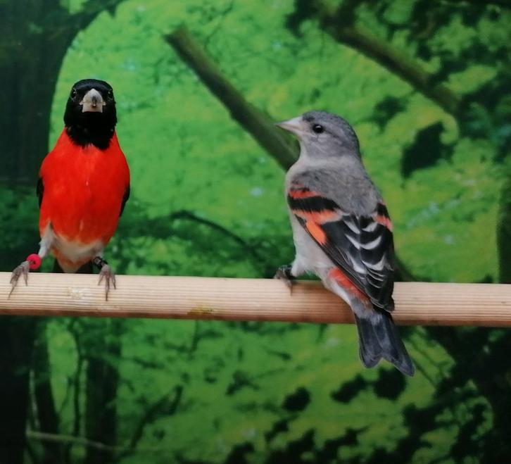 Gezocht volière en tropische vogels., Dieren en Toebehoren, Vogels | Overige Vogels, Meerdere dieren