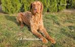Vizsla draadhaar  pups met stamboom FCI., Overige rassen, CDV (hondenziekte), 8 tot 15 weken, Meerdere