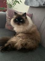 Kattenoppas in Rotterdam, Ophalen of Verzenden, Zo goed als nieuw