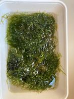 Javamos nog een grote pluk beschikbaar, Ophalen, Plant(en), Steen of Hout