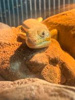 Berberskink met terrarium, Dieren en Toebehoren, Reptielen en Amfibieën, Met terrarium, 0 tot 2 jaar