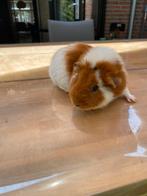Us teddy cavia beertje, Dieren en Toebehoren, Knaagdieren, Cavia, Juni, Mannelijk, Tam