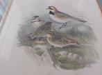J Gould The Birds of Great Britain.litho's, Antiek en Kunst, Ophalen of Verzenden