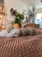 Knappe Ragdoll kittens, Kater, Gechipt, 0 tot 2 jaar