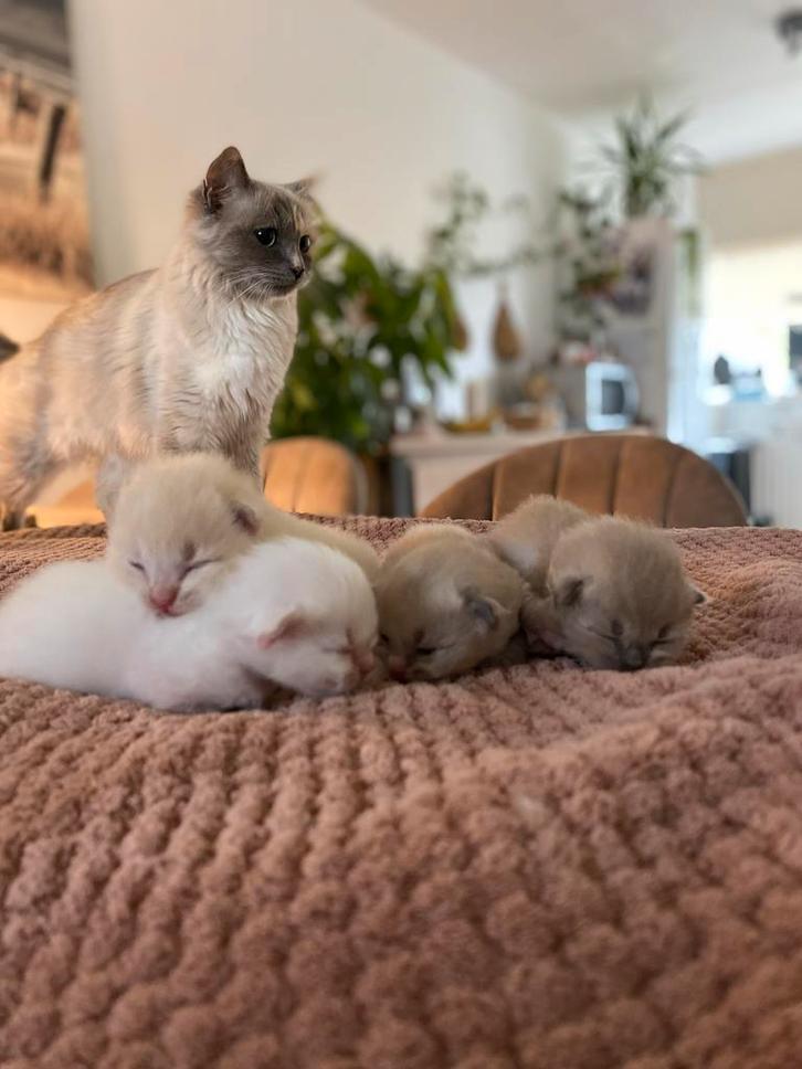 Knappe Ragdoll kittens, Dieren en Toebehoren, Katten en Kittens | Raskatten | Langhaar, Kater, 0 tot 2 jaar, Gechipt, Ontwormd