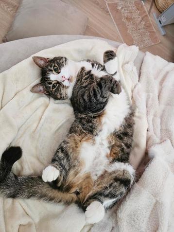 Lieve aanhankelijke Ragdoll/Brits Poes