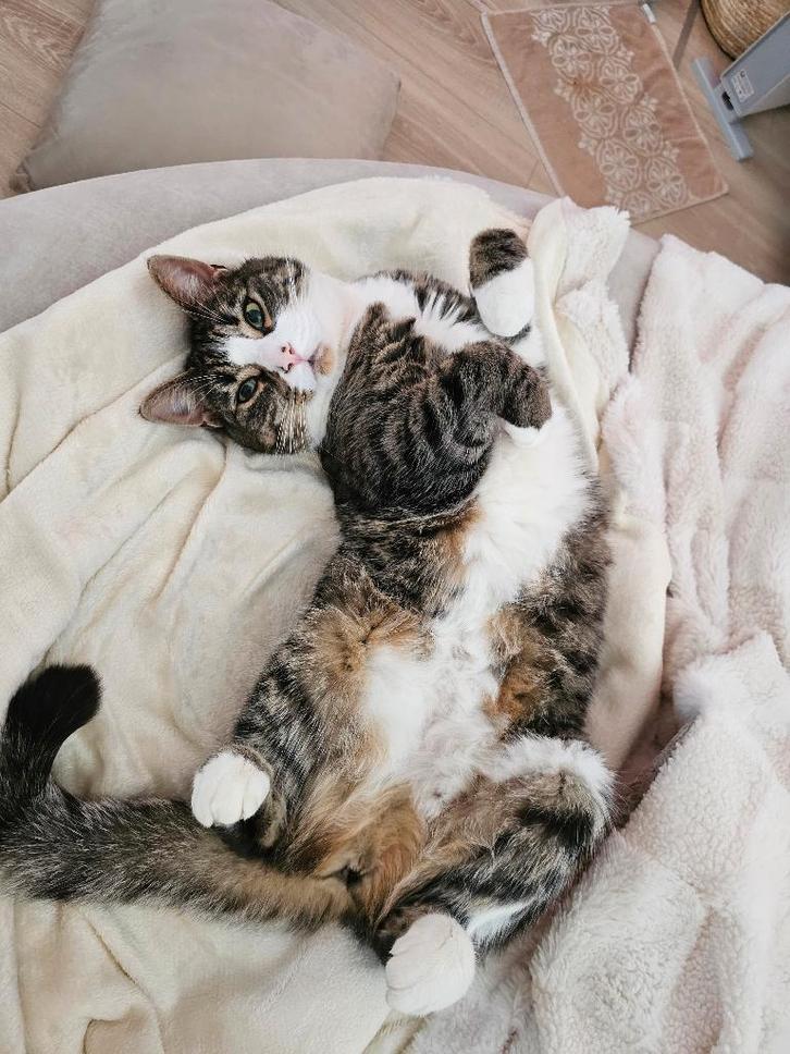 Lieve aanhankelijke Ragdoll/Brits Poes, Dieren en Toebehoren, Katten en Kittens | Raskatten | Korthaar, Poes, 3 tot 5 jaar, Met stamboom