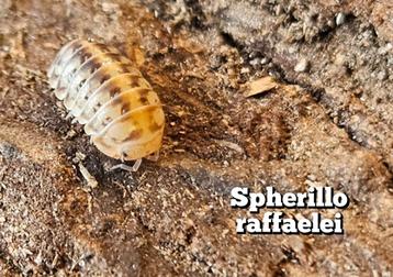 Spherillo raffaelei  beschikbaar voor biedingen