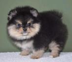Pomeranian Pomeriaan teefje  Black &tan Bear face, Particulier, 8 tot 15 weken, Buitenland, Teef