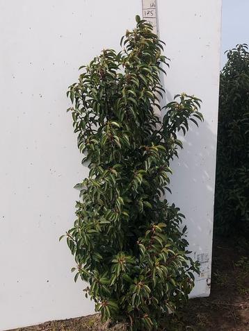 Laurier Prunus Lusitanica 100-160 cm