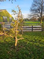 4 stevige gezonde perenbomen, Ophalen of Verzenden, Volle zon, Overige soorten