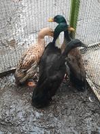 Loopeenden, Dieren en Toebehoren, Meerdere dieren, Eend