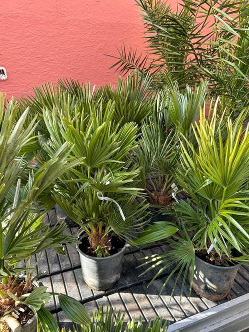 Chamaerops humilis vulcano, Tuin en Terras, Planten | Bomen, Palmboom, Minder dan 100 cm, Volle zon, Zomer, Ophalen