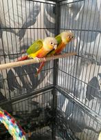Pyrrhura Vogels, Dieren en Toebehoren, Vogels | Parkieten en Papegaaien, Meerdere dieren, Dwergpapegaai of Agapornis, Tam