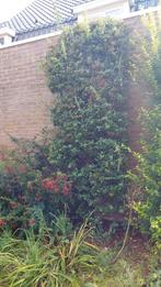 Klimplant Vuurdoorn 280x100 cm, Tuin en Terras, Ophalen, Vaste plant, Klimplanten