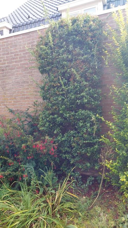 Klimplant Vuurdoorn 280x100 cm, Tuin en Terras, Planten | Tuinplanten, Vaste plant, Klimplanten, Ophalen