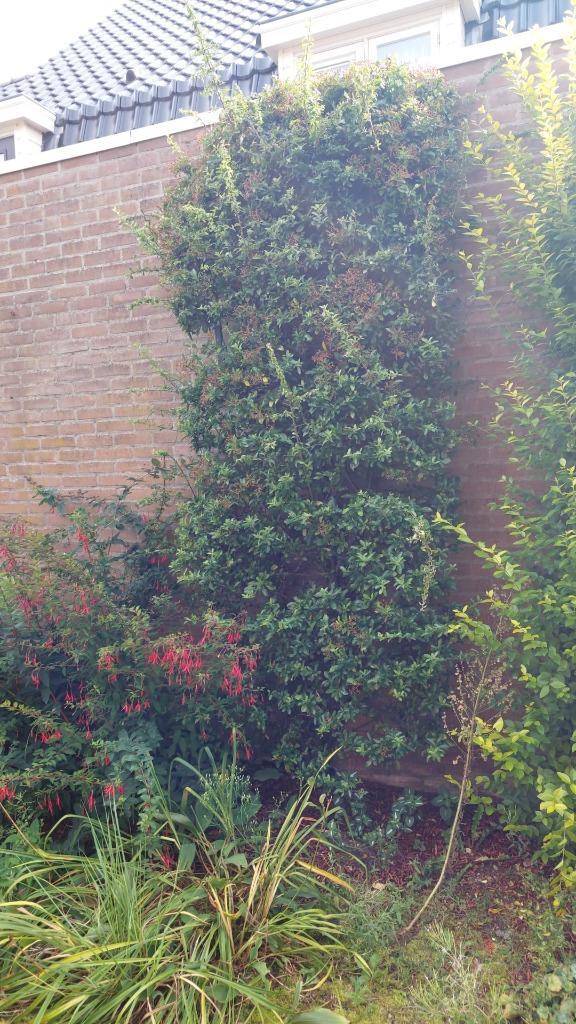 Klimplant Vuurdoorn 280x100 cm, Tuin en Terras, Planten | Tuinplanten, Vaste plant, Klimplanten, Ophalen