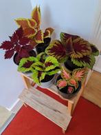 Mooie siernetels,  2 euro per stuk, Huis en Inrichting, Kamerplanten, Ophalen, Overige soorten, Minder dan 100 cm