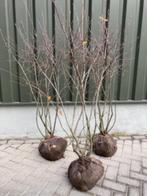 Meerstammige krentenboom, Amelanchier Lamarckii, Tuin en Terras, Ophalen, Overige soorten, Struik, 100 tot 250 cm