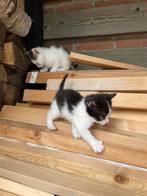Schattige boerderijkitten(s), Dieren en Toebehoren, Katten en Kittens | Overige Katten, Poes, Kortharig, 0 tot 2 jaar
