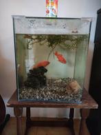 Goudvissen met vissenkom aquarium, Dieren en Toebehoren, Vissen | Aquaria en Toebehoren, Ophalen, Gevuld zoetwateraquarium