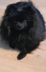 Dekreu pomeriaan, pomeranian, dweergkees  dekreu, Reu, 1 tot 2 jaar, Eén hond, Nederland