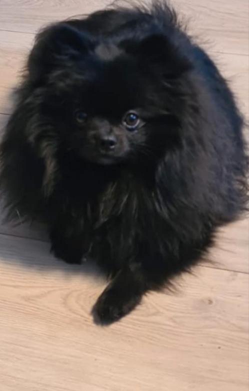 Dekreu pomeriaan, pomeranian, dweergkees  dekreu, Dieren en Toebehoren, Honden | Dekreuen, Reu, Particulier, Eén hond, Nederland