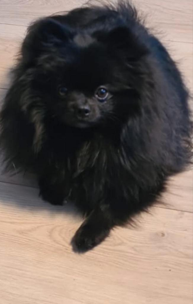 Dekreu pomeriaan, pomeranian, dweergkees  dekreu, Dieren en Toebehoren, Honden | Dekreuen, Reu, Particulier, Eén hond, Nederland