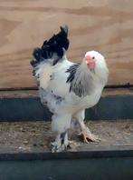 Jonge Brahma haan, Dieren en Toebehoren, Pluimvee, Mannelijk, Kip