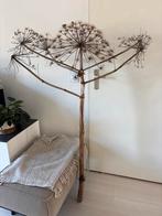 Gedroogde Berenklauw - Natuurlijke Decoratie, Huis en Inrichting, Woonaccessoires | Droogbloemen, Ophalen of Verzenden, Gebruikt