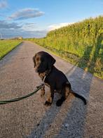 Labrador x friese stabij reu, Dieren en Toebehoren, Honden | Niet-rashonden, 15 weken tot 1 jaar, Reu, CDV (hondenziekte), Eén hond