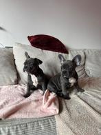 Franse bulldog, 8 tot 15 weken, Bulldog, Meerdere, Meerdere dieren