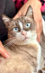 Blue, Dieren en Toebehoren, Katten en Kittens | Overige Katten, Kater, Kortharig, 0 tot 2 jaar