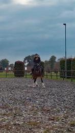 Ervaren bijrijder zoekt leerzaam paard (Z-niveau), Ophalen of Verzenden