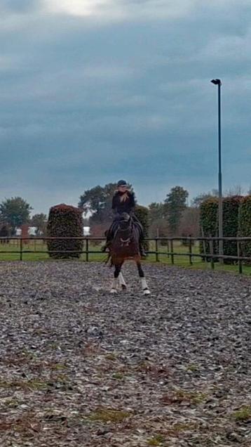 Ervaren bijrijder zoekt leerzaam paard (Z-niveau) beschikbaar voor biedingen