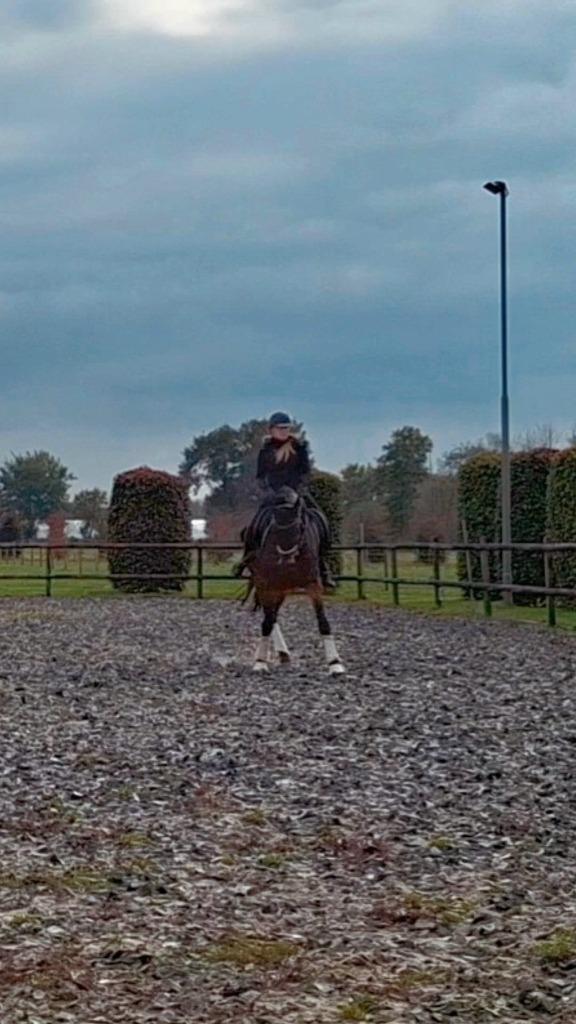Ervaren bijrijder zoekt leerzaam paard (Z-niveau), Dieren en Toebehoren, Paarden en Pony's | Verzorgingsproducten, Ophalen of Verzenden