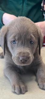 Prachtige zilveren labrador labmaraner pups, 8 tot 15 weken, Labrador retriever, Parvo, Meerdere