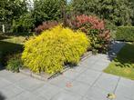 Conifeer - Zelf uitgraven, Tuin en Terras, Volle zon, Vaste plant, Bloeit niet, Ophalen
