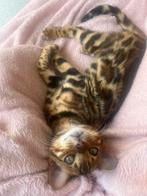Bengaalse kat, Dieren en Toebehoren, Katten en Kittens | Raskatten | Korthaar, Kater, Gechipt, 0 tot 2 jaar