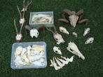 schedels schedels schedels, Verzamelen, Dierenverzamelingen, Wild dier, Ophalen of Verzenden, Schedel