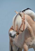 Verzorger gezocht voor jonge fjorden ruin!, Diensten en Vakmensen, Dieren | Paarden | Verzorging, Oppas en Les, Verzorging of Verzorgpony's