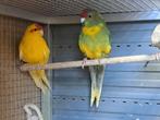 Koppel kakariken 24', Dieren en Toebehoren, Vogels | Parkieten en Papegaaien, Meerdere dieren, Parkiet, Geringd