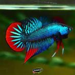 Betta imbellis - Koidream Valburg, Vis, Zoetwatervis