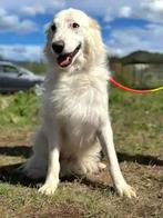 EEN LIEF MAATJE?  REUTJE OF TEEFJE LEES ADVERTENTIE, Dieren en Toebehoren, Honden | Niet-rashonden, Particulier, Rabiës (hondsdolheid)