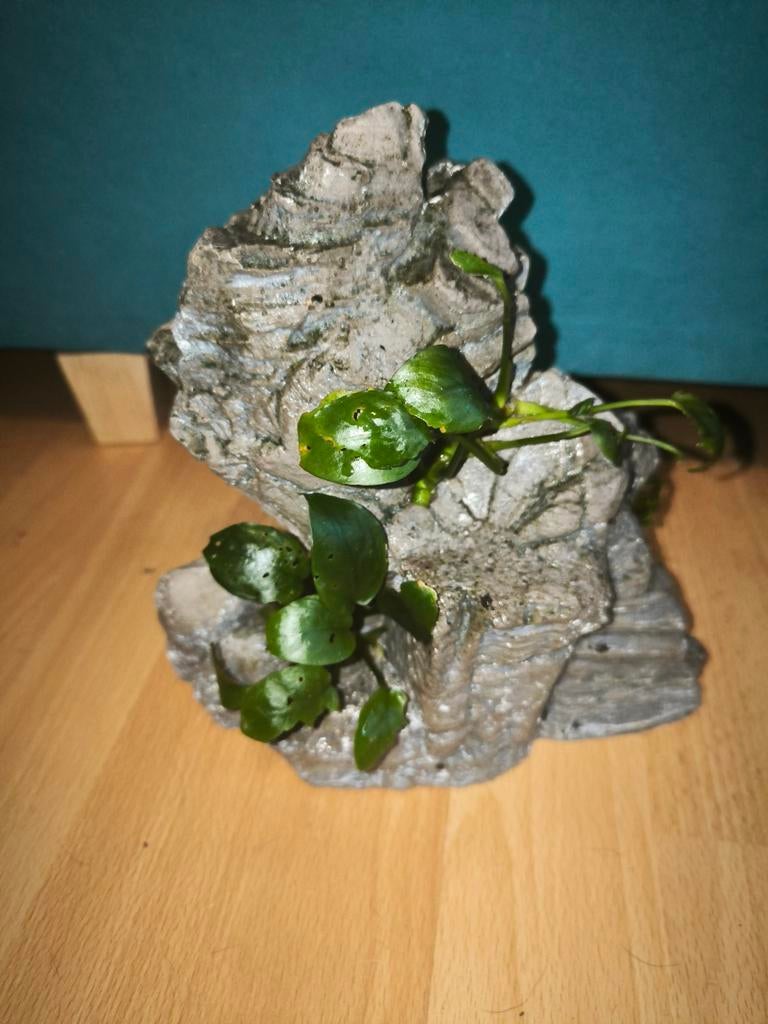 Aquarium decoratie, Dieren en Toebehoren, Ophalen of Verzenden, Plant(en), Steen of Hout